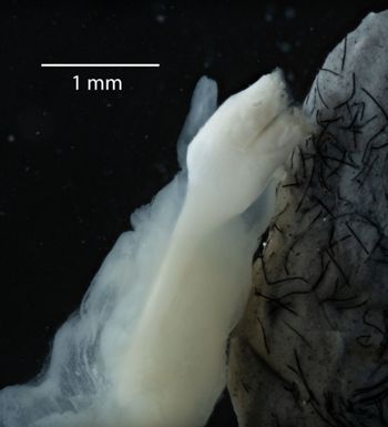 Media type: image;   Malacology 169904 Description: Digital documentation photo of preserved specimen.;